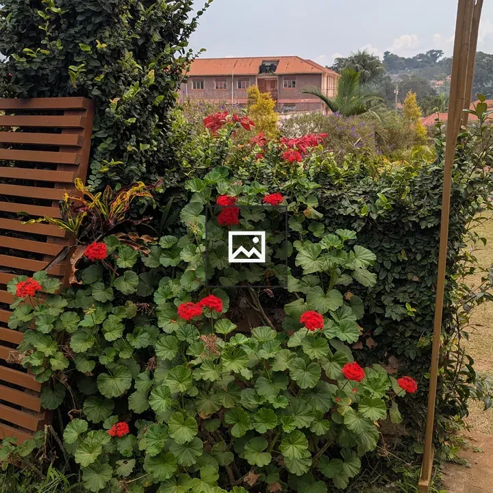 Red Flower Cluster in Garden