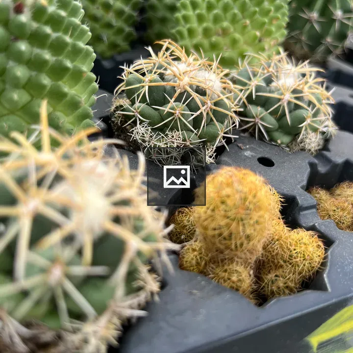 Tiny cactus macro
