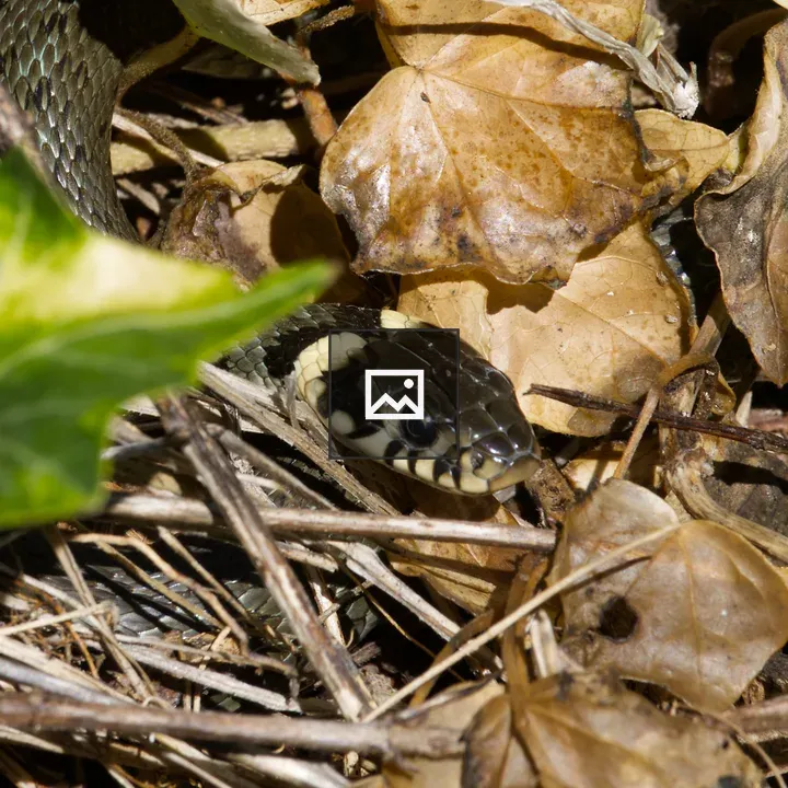 Grass snake under hedge