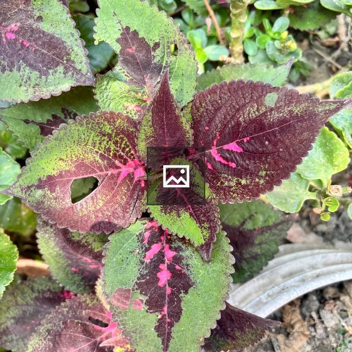 Colorful coleus plant