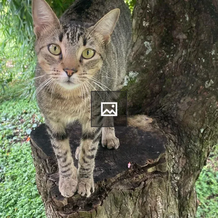 Tabby Cat on Wooden Stump