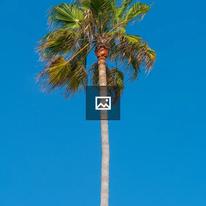 Palm tree in California