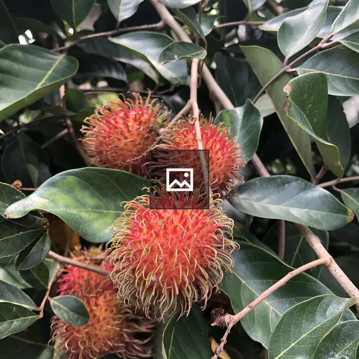 Rambutan Fruit Portrait