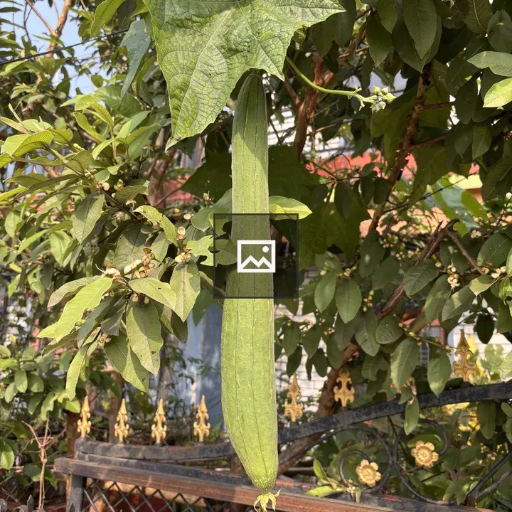 Long green sponge gourd on vine