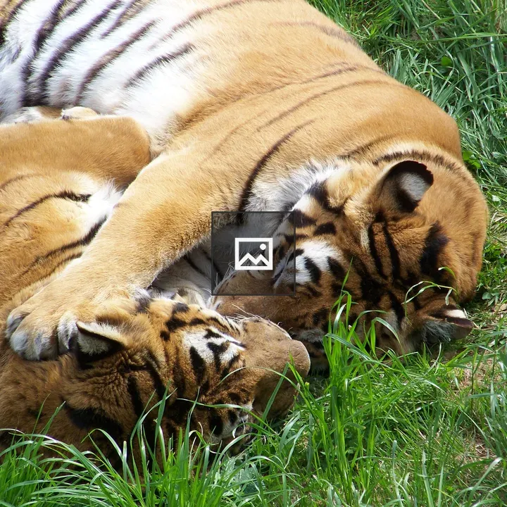 Two Bengal Tigers cuddling