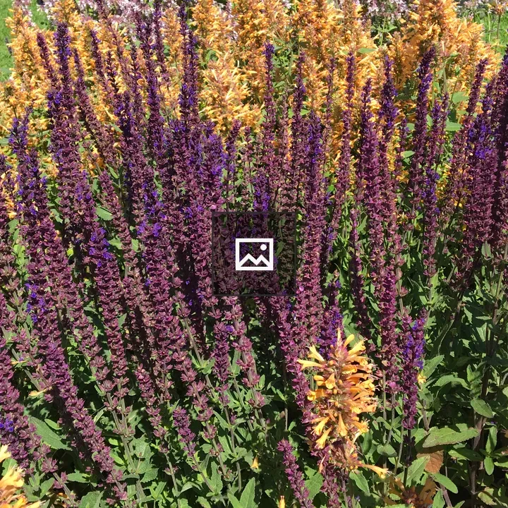 Summer blooms from caradonna plants