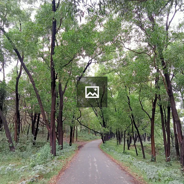 Tree-lined road at Jahangirnagar University
