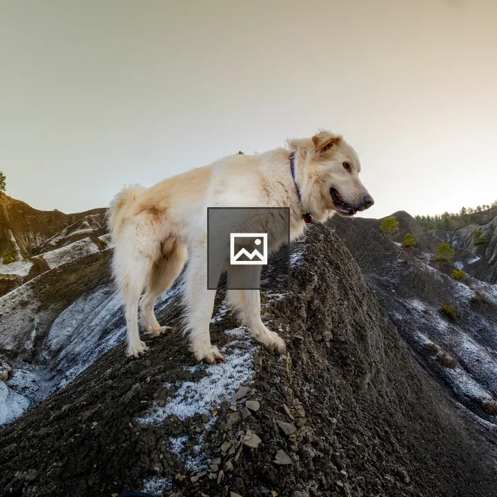 Dog Uphill