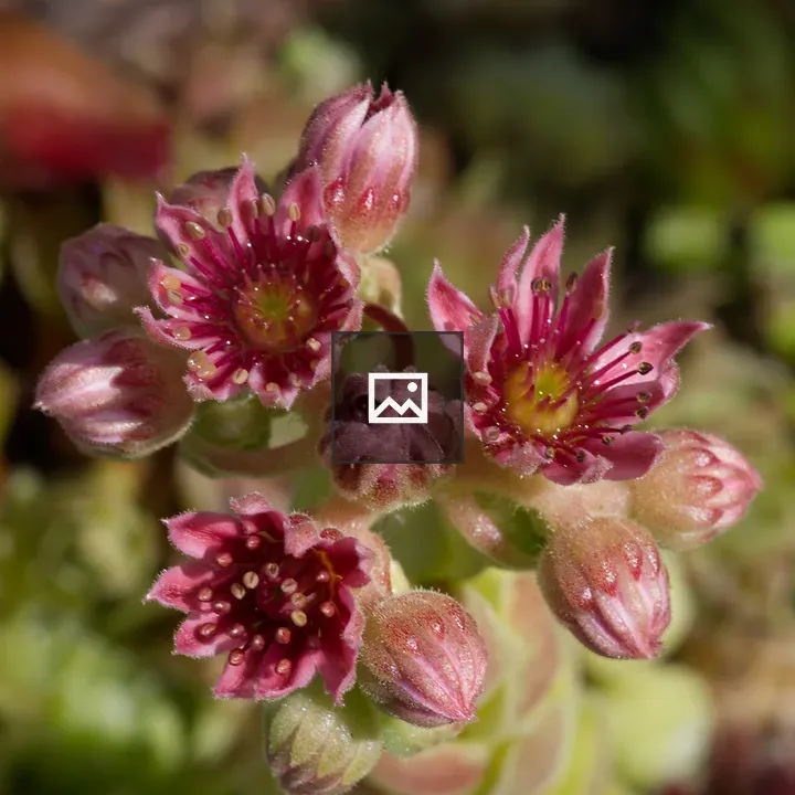 Houseleek inflorescence close-up