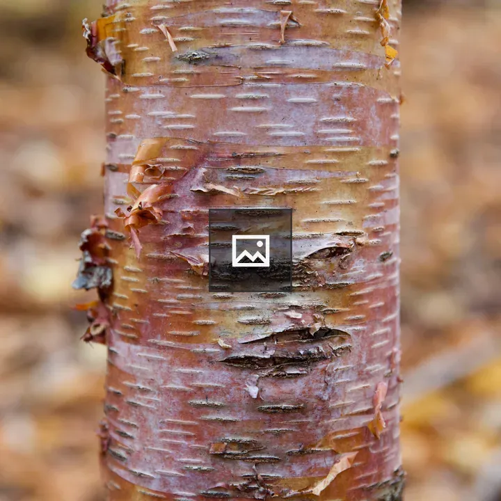 Birch Bark