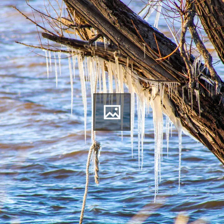 Icicles on a Tree by Lake Ontario