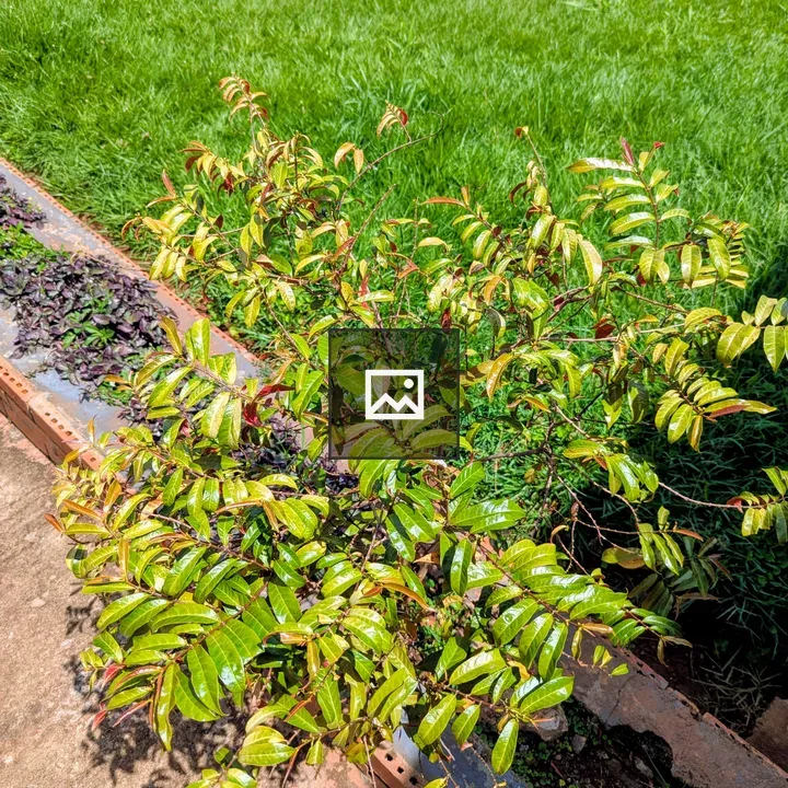 Curry leaf plant