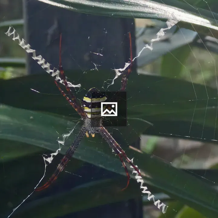 Yellow and Black Spider Close-Up