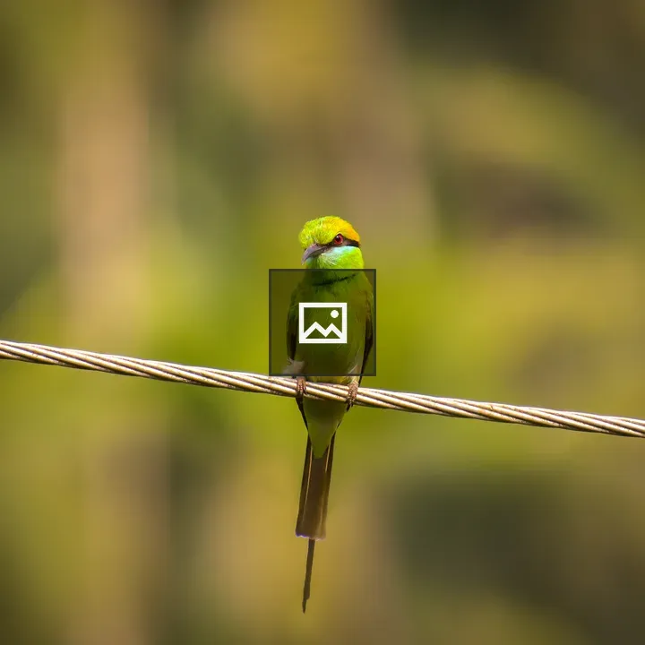 Parrot on Power Line