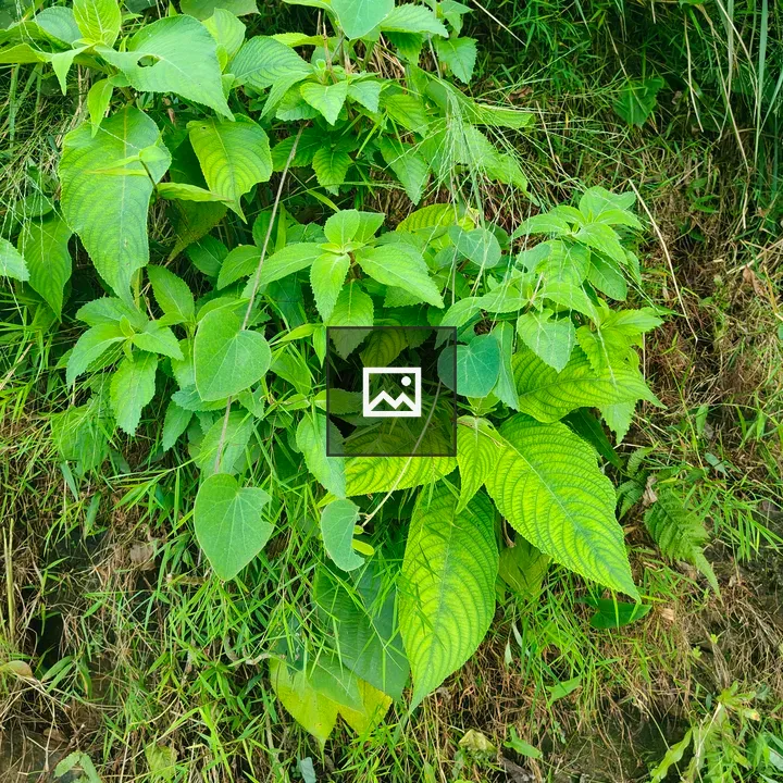 Close-up of green foliage