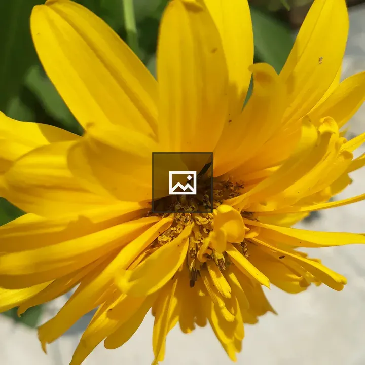 Bright yellow flower close-up
