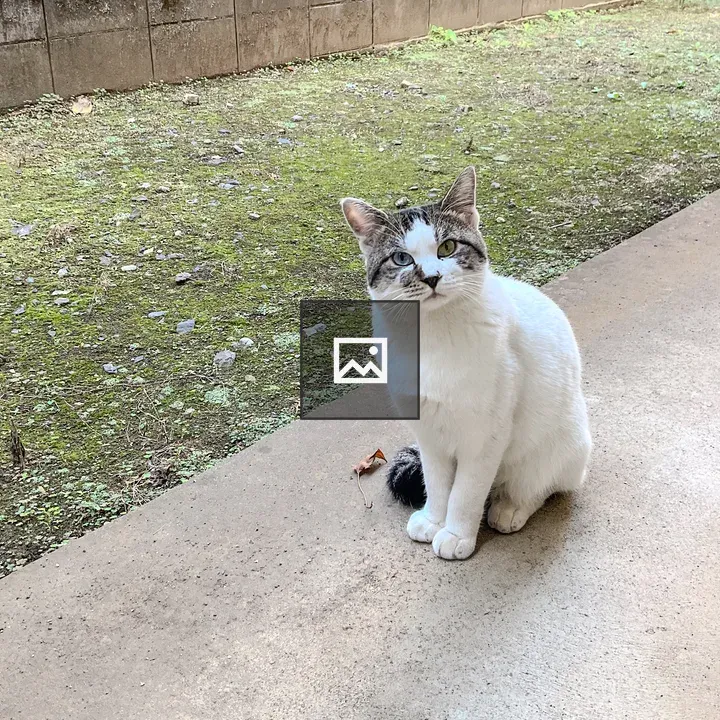 White cat on concrete