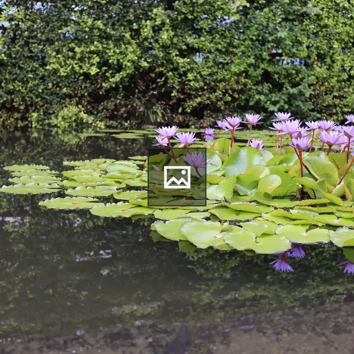 Purple water lilies