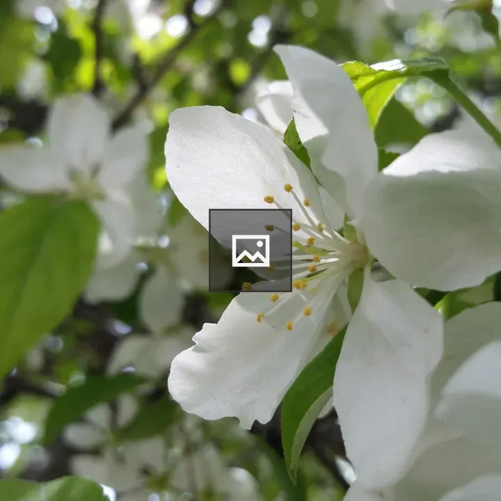 Michigan apple blossoms