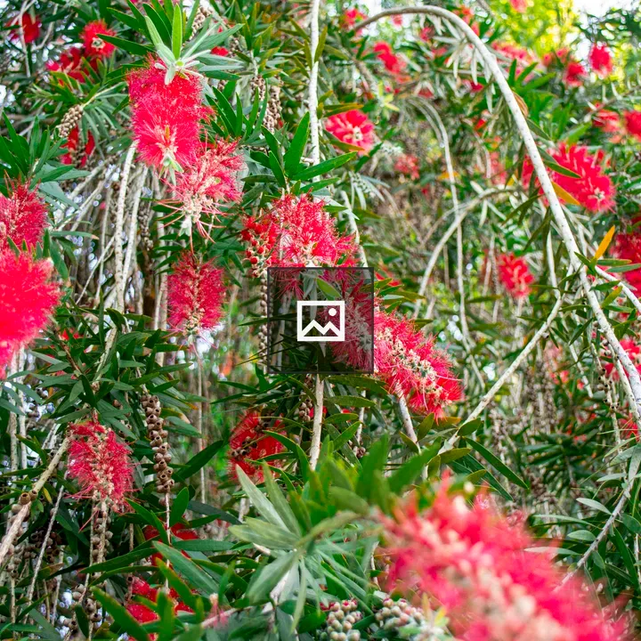 Bright red bottle brush plant