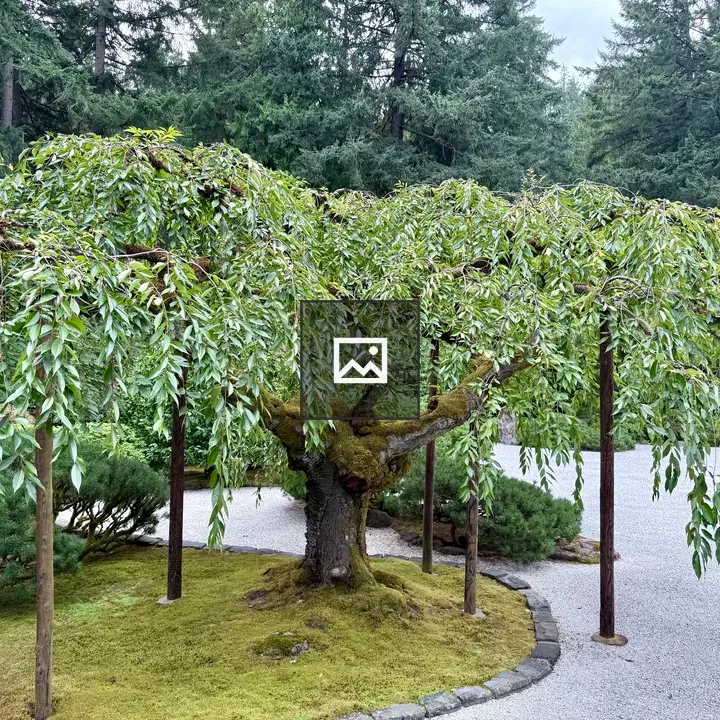 Weeping cherry tree in garden