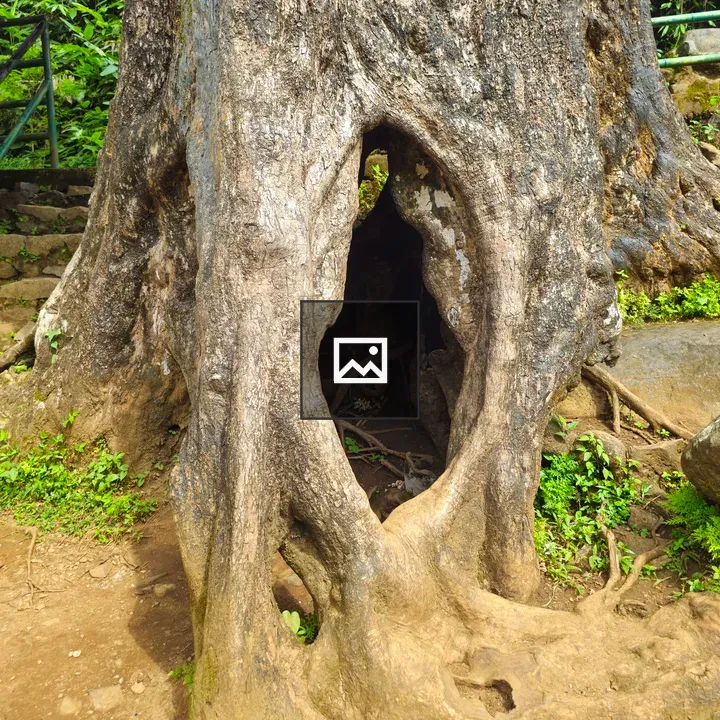 Tree Trunk with Hollow