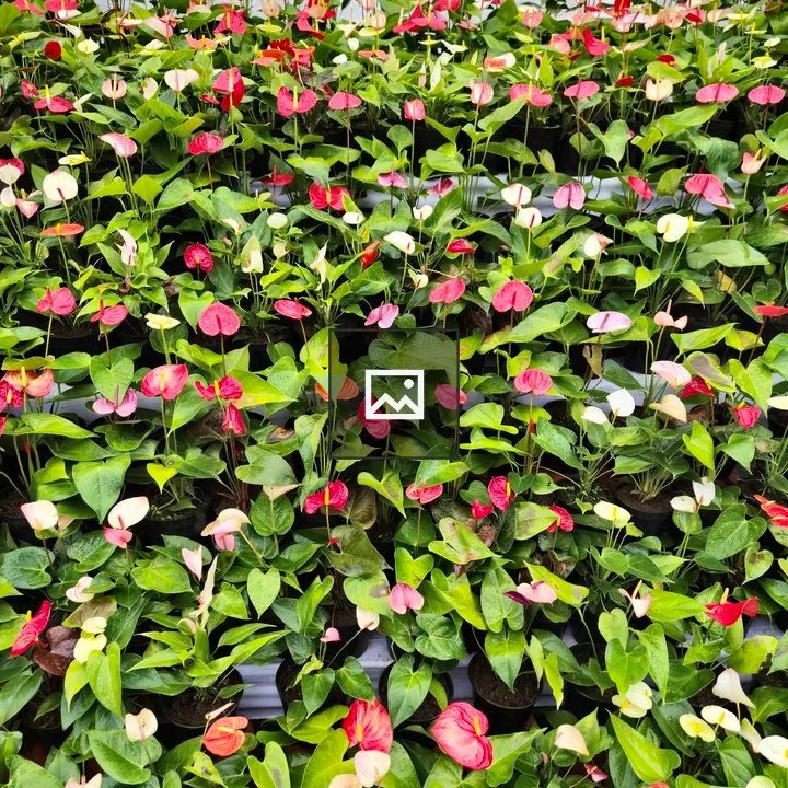 Anthurium Plant Group Display
