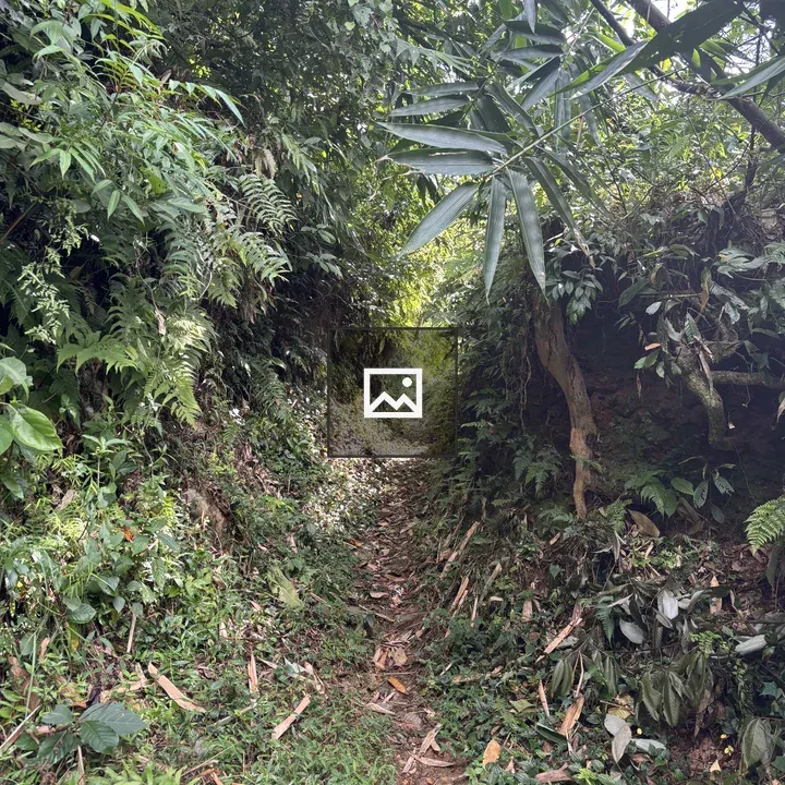 Narrow rainforest Trail