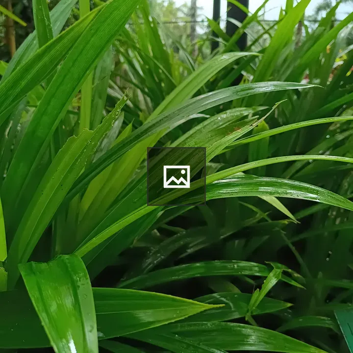Wetted plant leaves