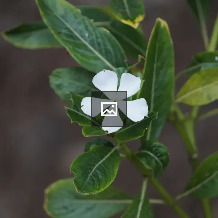 White periwinkle close-up