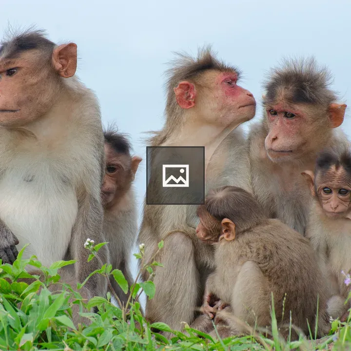 Six Monkeys in Green Setting