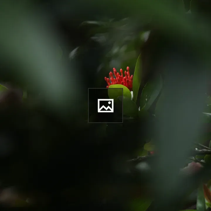 Ixora blooms in greens and reds
