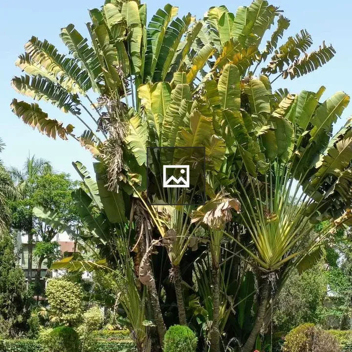 Banana tree against blue sky