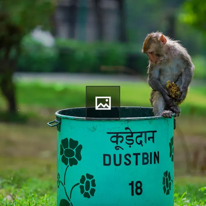 Monkey on a Dustbin