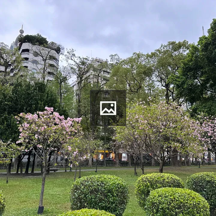 Cherry blossoms in park with modern buildings