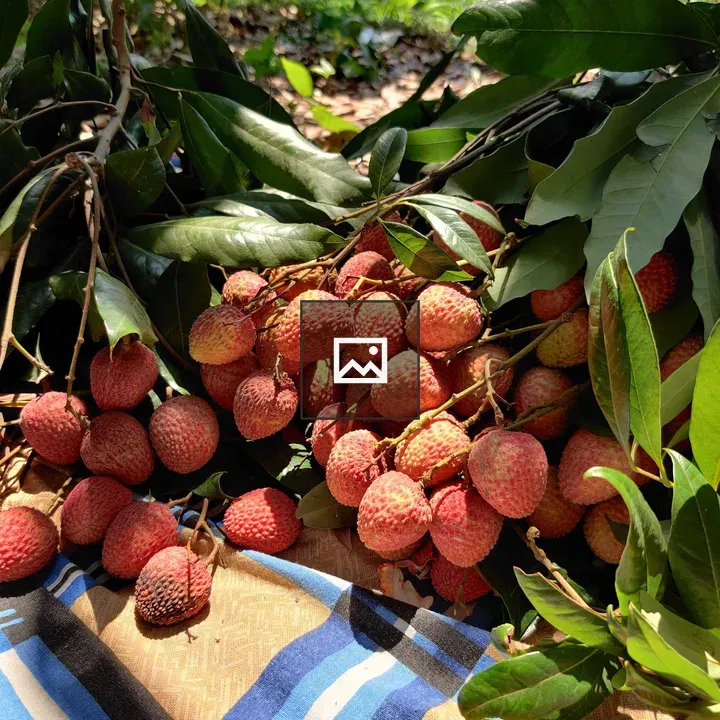 Lychee Fruit Close-Up