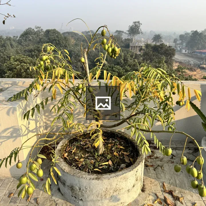 Hog plum tree on rooftop planter