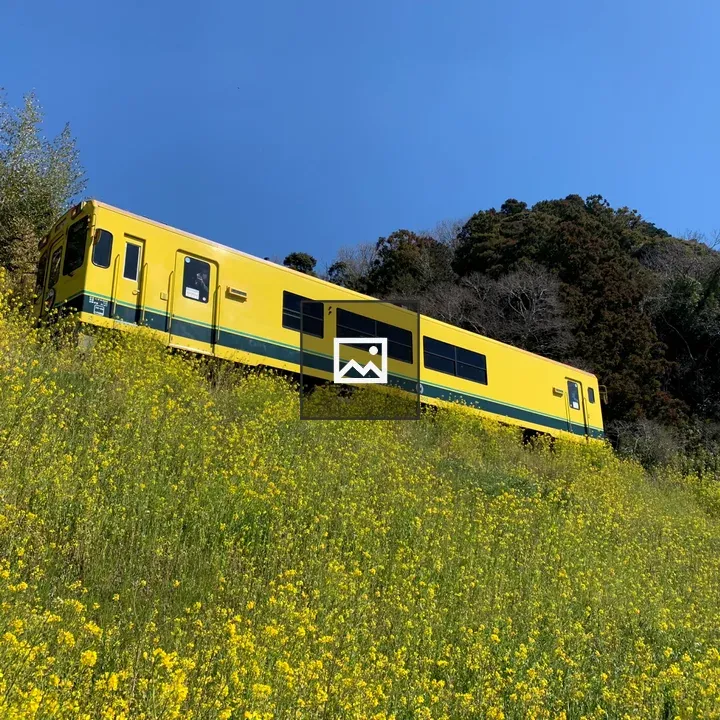 Isumi Railway with rapeseed blossoms