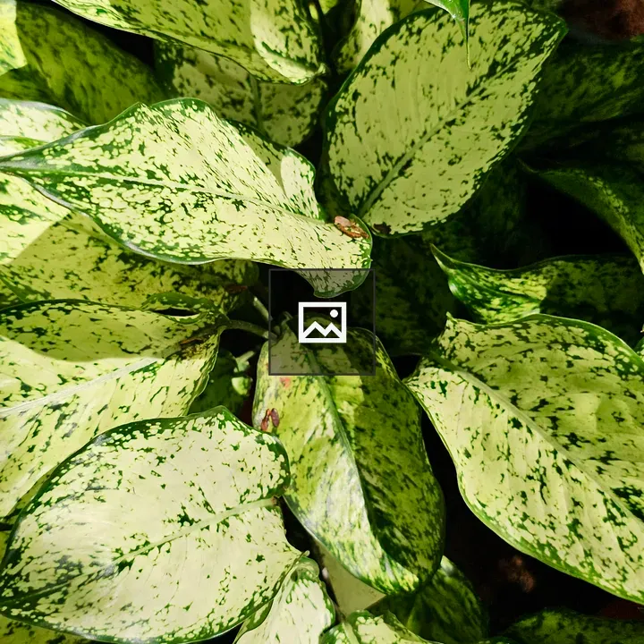 Light green leaves with speckles