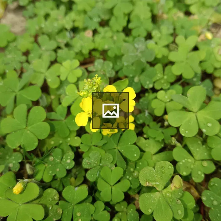 Mustard flower against leaves