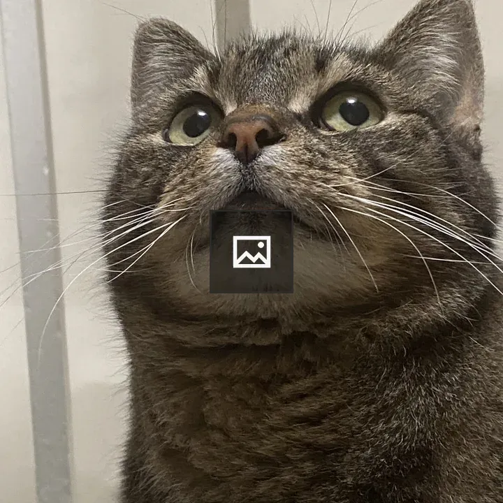 Cat Looking Upwards