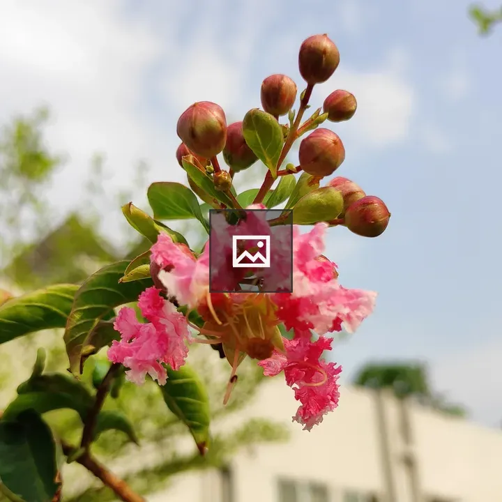 Flower - Crepe Myrtle