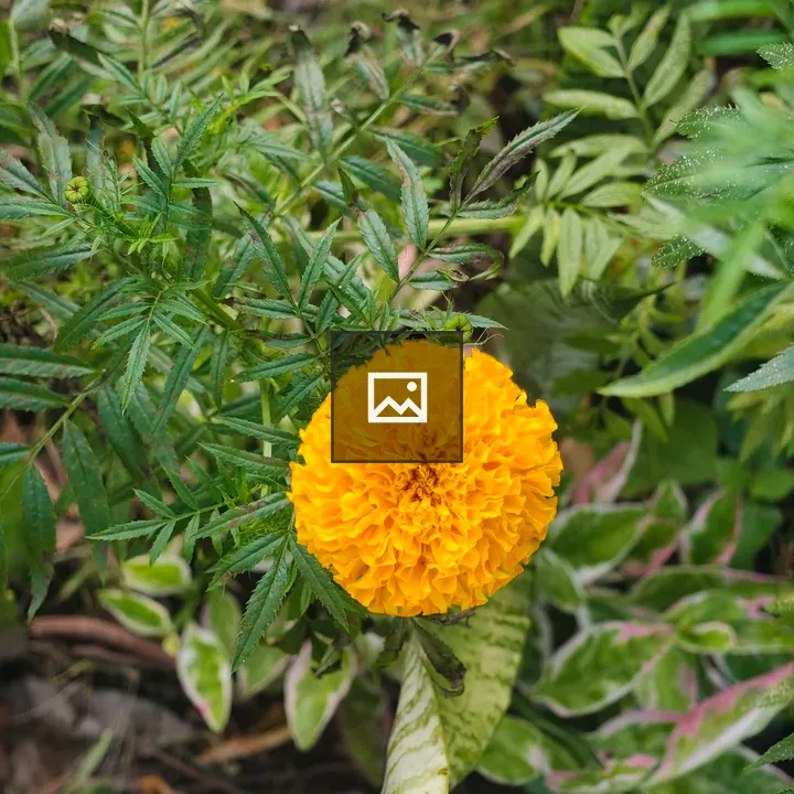 Orange marigold among foliage