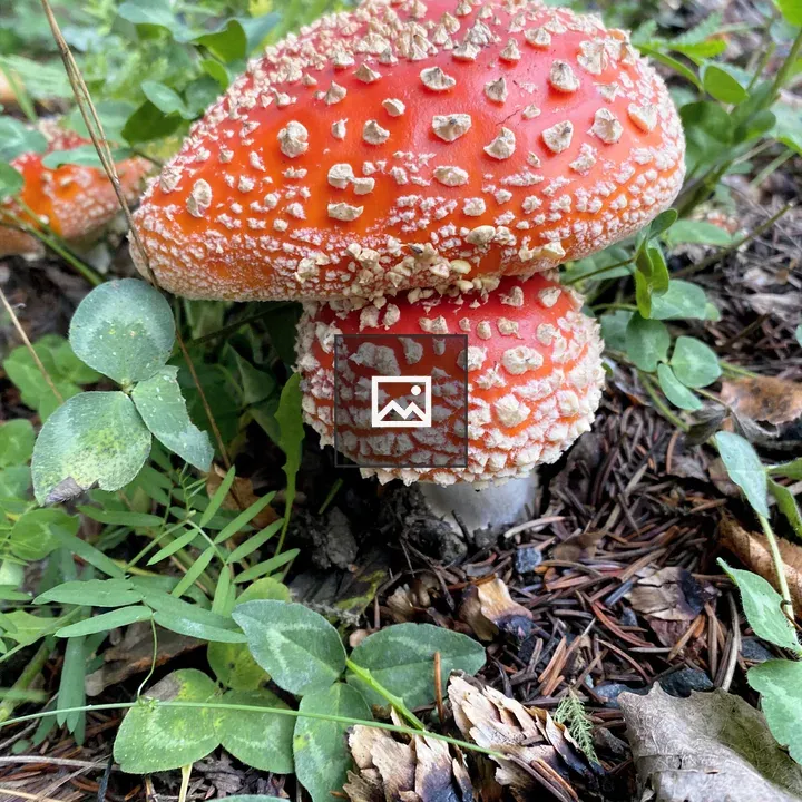 Red mushroom with white spots