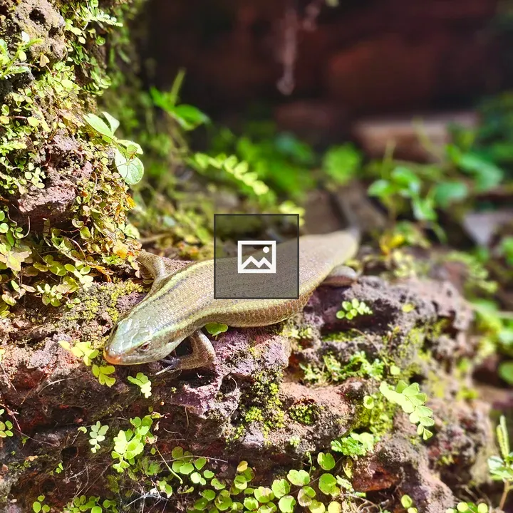 Shiny skink on mossy rock