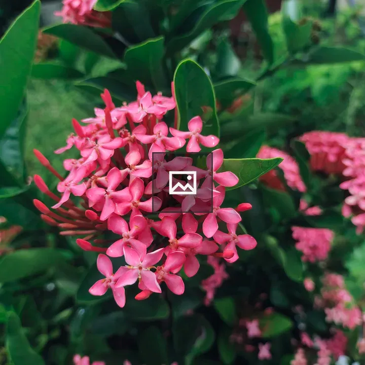 Ixora Bloom in Green and Pink