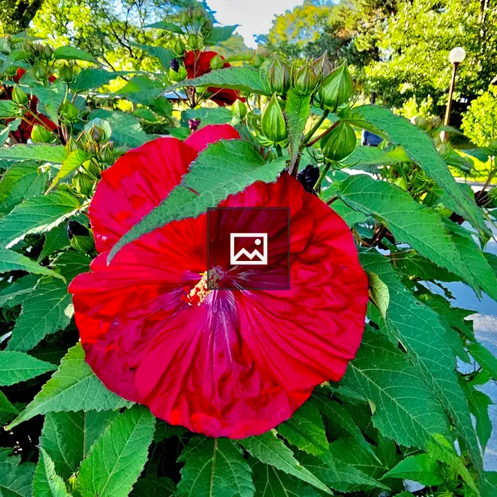 Hibiscus Candy Crush flower