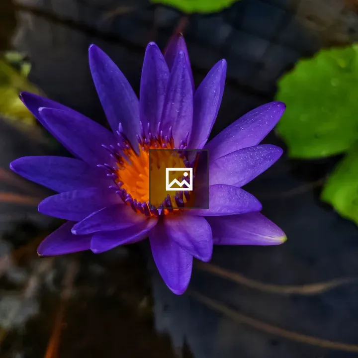 Purple water lily close-up