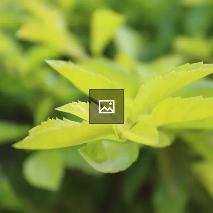 Green Leaf in Bokeh