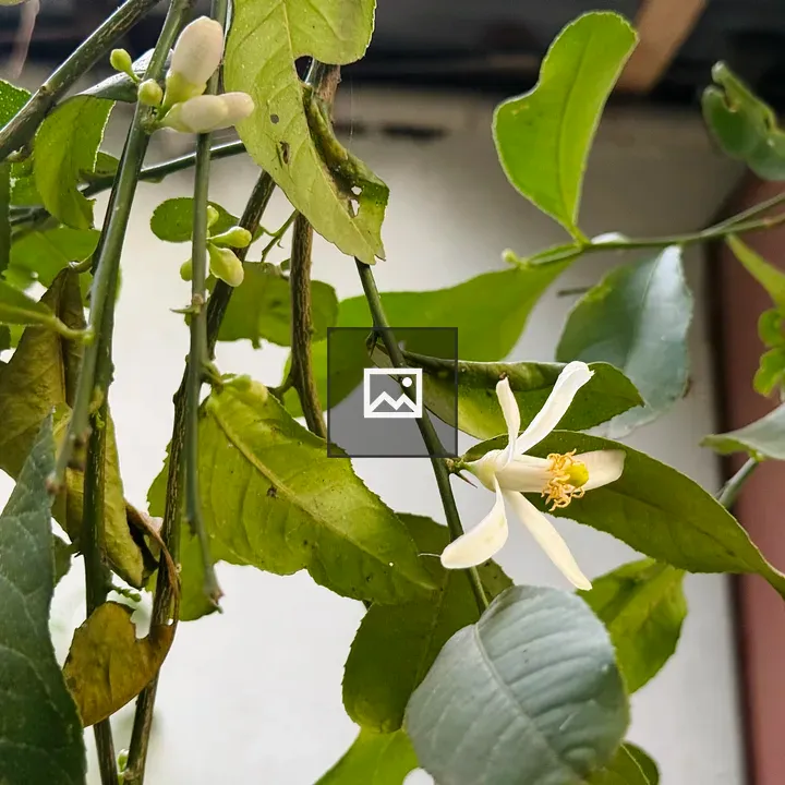 Lemon Tree Branch with Flower
